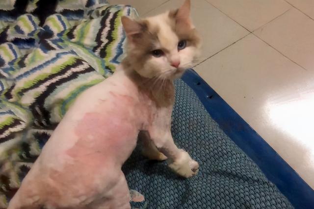 菜市场救下了一只布偶猫，2个月后生下了幼崽：亲爹之谜解不开了