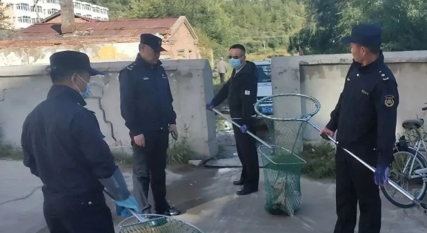 无主犬、流浪犬集中清理收容在行动!养犬也要“文明”范儿! 无主犬、流浪犬集中清理收容在行动!养犬也要“文明”范儿!
