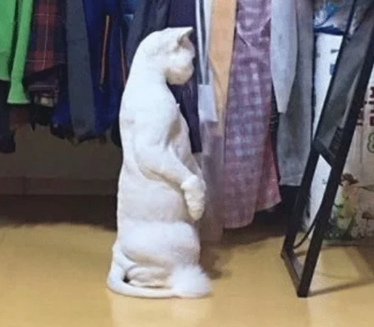 猫咪被剃毛后，站在镜子前自闭了一个小时谁关了我的美颜相机