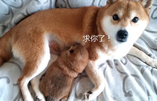 柴犬生了只独子,主人却要将幼犬卖掉,汪紧抱着不愿放手 柴犬生了只独子,主人却要将幼犬卖掉,汪紧抱着不愿放手