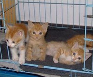 流浪猫妈妈叼着刚出生的4只小猫来我家，然后就定居不走了