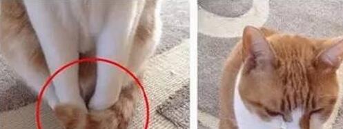 主人下班回家发现猫咪“圈地自萌”，走近一看才发现竟是这个原因