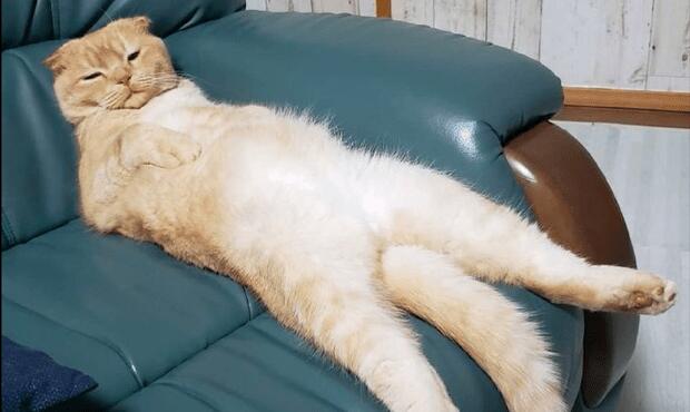 貓學主人躺在沙發上，慵懶的姿勢都快成精了，尾巴是不是硌得慌？