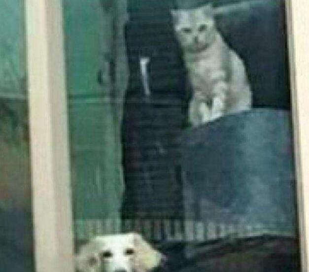 主人下班回家，远远看到自家的猫狗在窗台上：那个傻子回来了