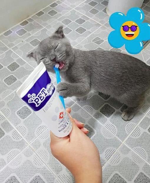 主人想给猫咪刷牙,猫咪自己把牙刷往嘴里塞,萌出血! 主人想给猫咪刷牙,猫咪自己把牙刷往嘴里塞,萌出血!