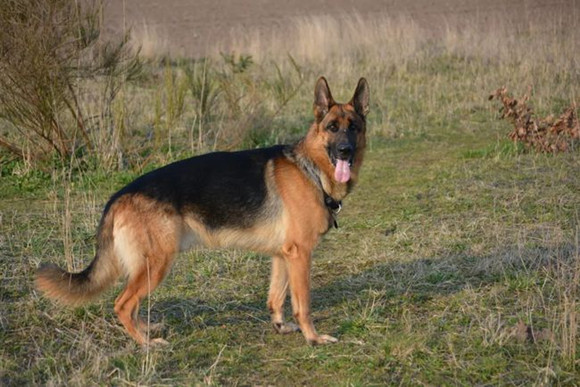 宠物狗遇警犬目不转睛?网友:原来狗子也喜欢有编制的~ 宠物狗遇警犬目不转睛?网友:原来狗子也喜欢有编制的~