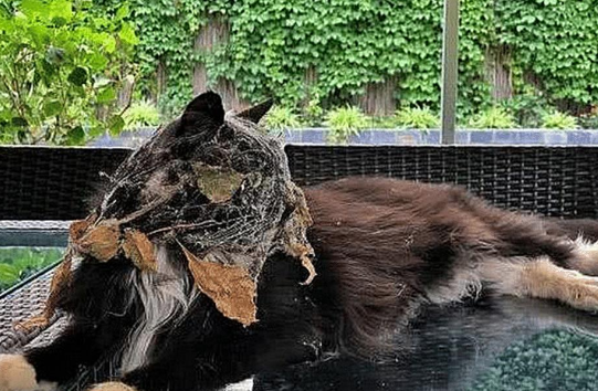 猫咪彻夜未归，早上发现它趴在桌上，走近一看顿时傻眼了