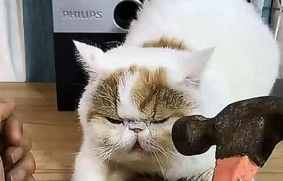 男主拿着锤子，猫咪以为是在逗自己，随后一幕猫咪不淡定了