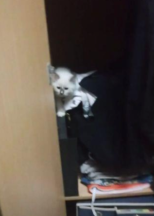 一只流浪猫钻进男生宿舍,4个大汉瞬间少女心爆棚:这也太可爱了 一只流浪猫钻进男生宿舍,4个大汉瞬间少女心爆棚:这也太可爱了