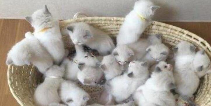 布偶猫一次生了19只，每次喂奶都是这个表情：这都是我的孩子？