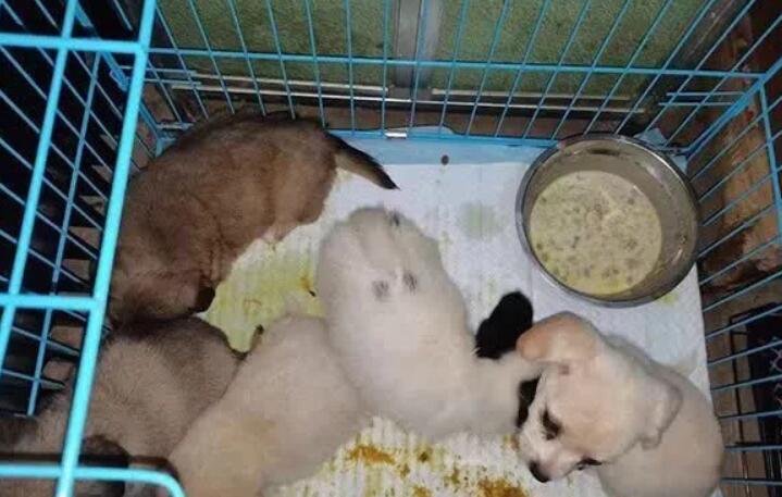 惨不忍睹!一小区门口,上百只奶猫奶狗哀嚎不止,有的已死亡 惨不忍睹!一小区门口,上百只奶猫奶狗哀嚎不止,有的已死亡