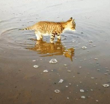 一只喜欢赶海的小脑斧，渔民家的喵，猫：jiojio都是水，要甩一甩