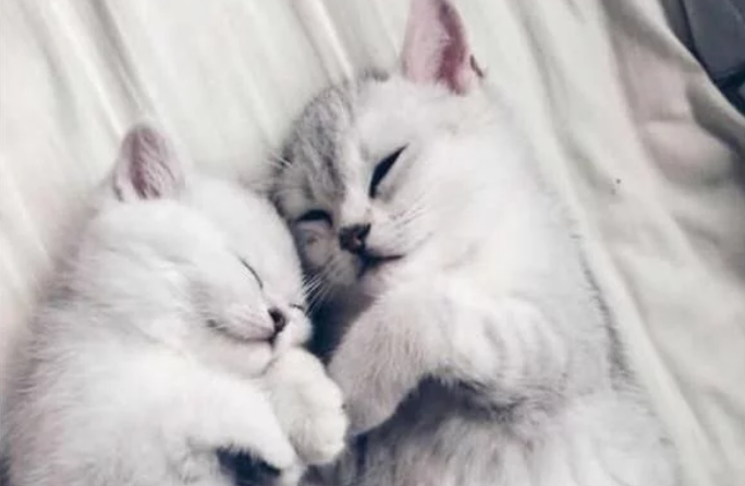 交配后，母猫为何会转头攻击公猫？“翻脸不认猫”？