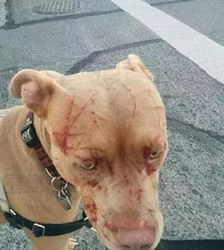 一只猫干翻7条比特犬，场面堪比武侠片！当事猫：不服来战！