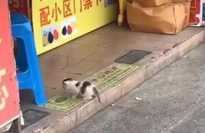 小奶猫流浪街头，挨家挨户推销自己，猫你们谁来收留我