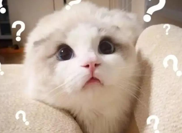 行走的表情包，你家有吗？每只猫都是天生表情包