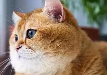 猫中渣男!母猫怀着孕上门求负责,铲屎官:7只猫快养不下了! 猫中渣男!母猫怀着孕上门求负责,铲屎官:7只猫快养不下了!
