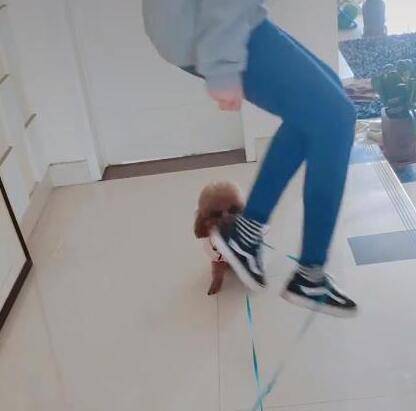 主人玩跳皮筋,泰迪被抓去陪玩,狗狗:当狗没技术饭都混不上! 主人玩跳皮筋,泰迪被抓去陪玩,狗狗:当狗没技术饭都混不上!