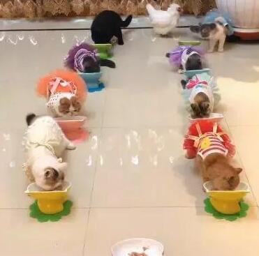 为了管好家里的一群猫，主人在家养了一只牧猫鸡，网友：真有才啊