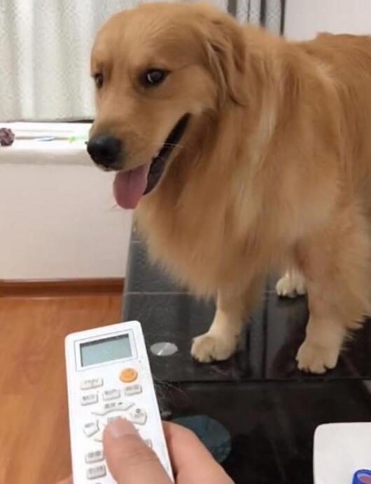 为了让主人开空调，金毛一步步给他暗示，这智商我服