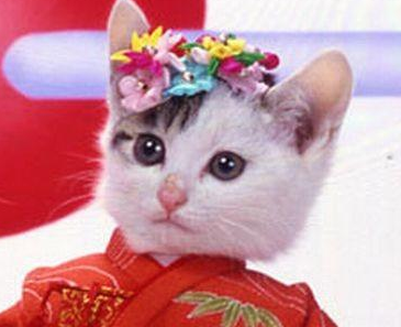收留野猫可以赚钱吗 | 29岁靠收养的流浪猫两年捞金几十亿,至今还在赚 收留野猫可以赚钱吗 | 29岁靠收养的流浪猫两年捞金几十亿,至今还在赚