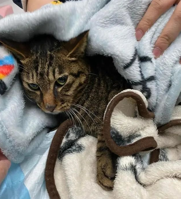 狸花猫被困37天，奇迹生还，被救时只有2斤，它是怎么活下来的？