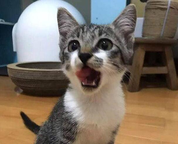 猫妈妈带孩子觅食,不幸遭遇车祸,好心消防员从垃圾箱捡回小奶猫