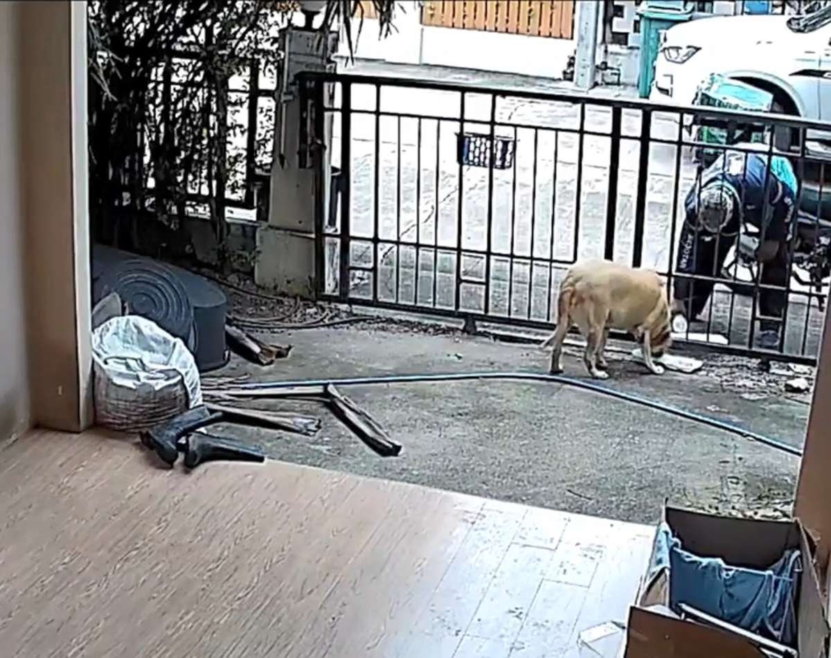 为狗狗点外卖，监控器里却看到，外卖员竟对狗狗做出这种举动 