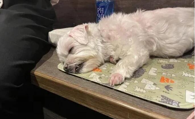 推开窗见离世爱犬“飞上天”，铲屎官：知道是你来看我...