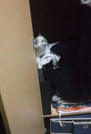 一只流浪猫钻进男生宿舍,4个大汉瞬间少女心爆棚:这也太可爱了