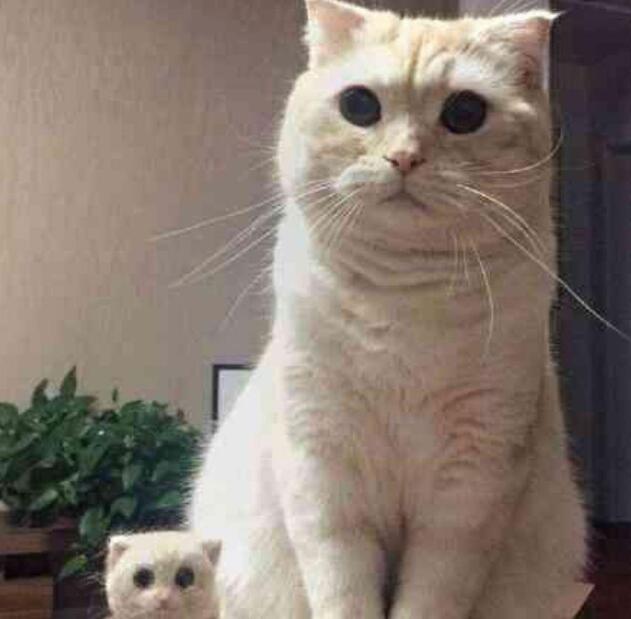 主人撸猫毛做了一只猫，猫咪盯着一脸懵：朕啥时有了娃？