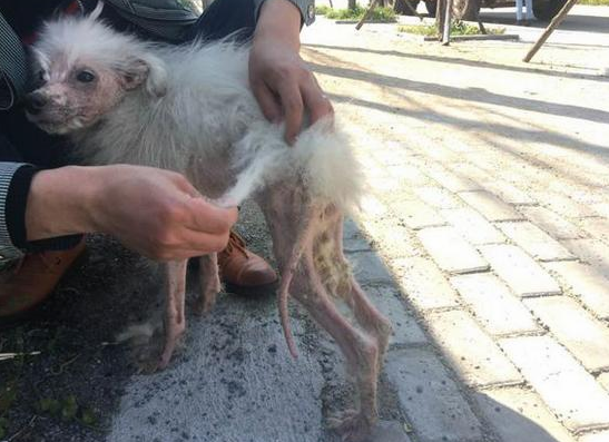 流浪狗得了皮肤病掉毛 | 流浪汪星人感染严重皮肤病,身上的毛轻轻一薅掉一大把,看着心疼 流浪狗得了皮肤病掉毛 | 流浪汪星人感染严重皮肤病,身上的毛轻轻一薅掉一大把,看着心疼