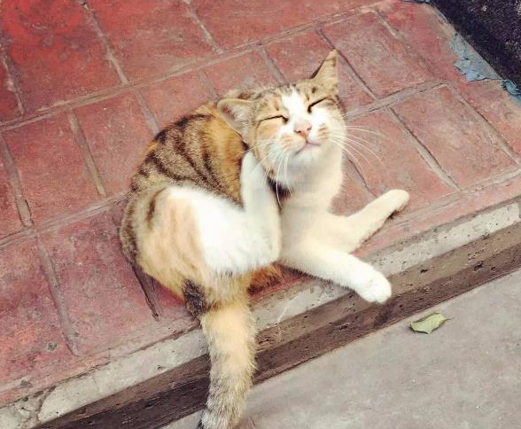 一座被猫统治的城市，猫咪数量超过12万，当地人：猫是这儿的主人