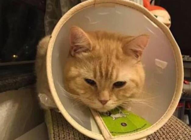 两只猫平时相处很好, 但公猫做了手术回来后, 母猫却对它很厌恶! 两只猫平时相处很好, 但公猫做了手术回来后, 母猫却对它很厌恶!
