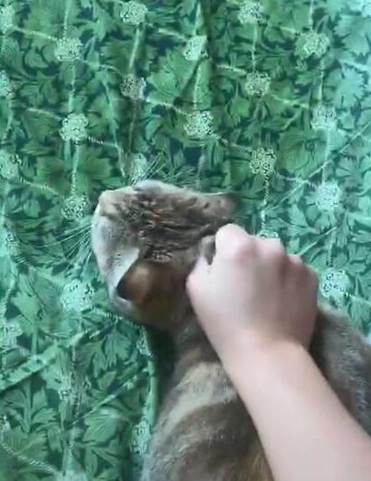 下班回家看到猫咪尿床,主人一把将它揪起,它的反应让人笑喷! 下班回家看到猫咪尿床,主人一把将它揪起,它的反应让人笑喷!