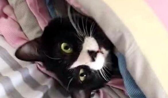 妈妈让猫咪盯着小主人, 不让她出门, 猫咪认真严肃的表情逗哭主人 