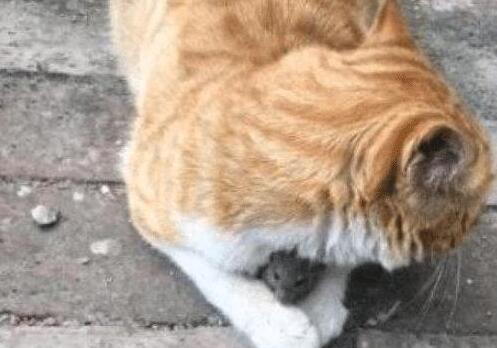 偶遇一只橘猫, 看到它怀里抱着的“家伙”, 众人笑哭了 偶遇一只橘猫, 看到它怀里抱着的“家伙”, 众人笑哭了