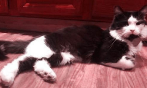 猫咪的“怪癖”，竟引发上万网友围观，让人啼笑皆非！