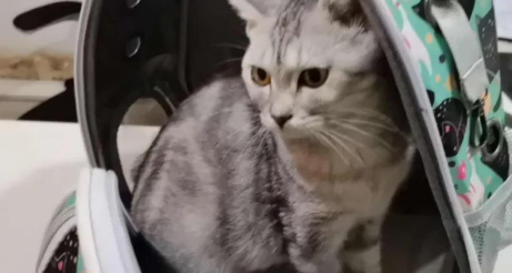 猫咪生病被抛弃，前主人放纸条：不收养不要把任何东西拿走，否则良心会痛！