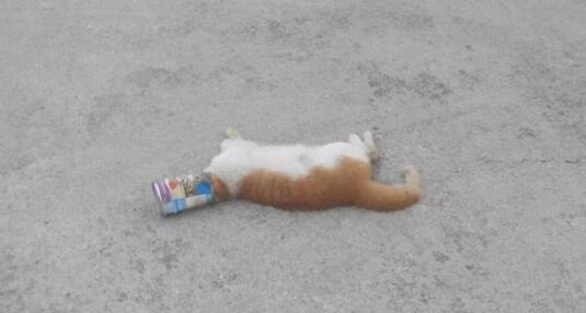 你随手丢掉的空猫罐头瓶子，方便自己，害死了多少饥饿的流浪猫