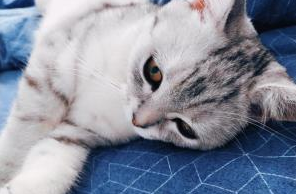 一只猫在家,你真的能放心?还是一只高冷到没人有的猫咪! 一只猫在家,你真的能放心?还是一只高冷到没人有的猫咪!