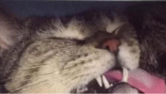 半夜起床发现猫咪被蟒蛇吞了，只剩一个头，仔细一看发现蹊跷