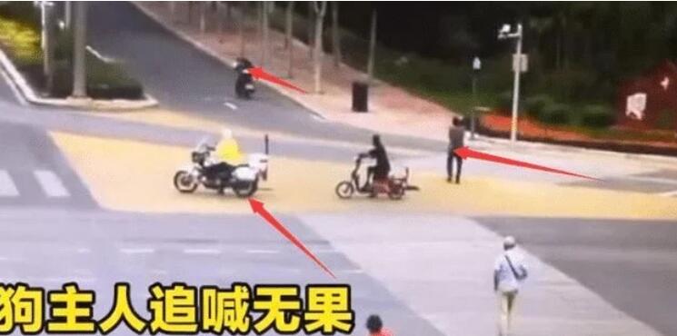 宠物狗不栓绳上马路，摩托车主碾压后扬长而去爱找谁赔找谁赔