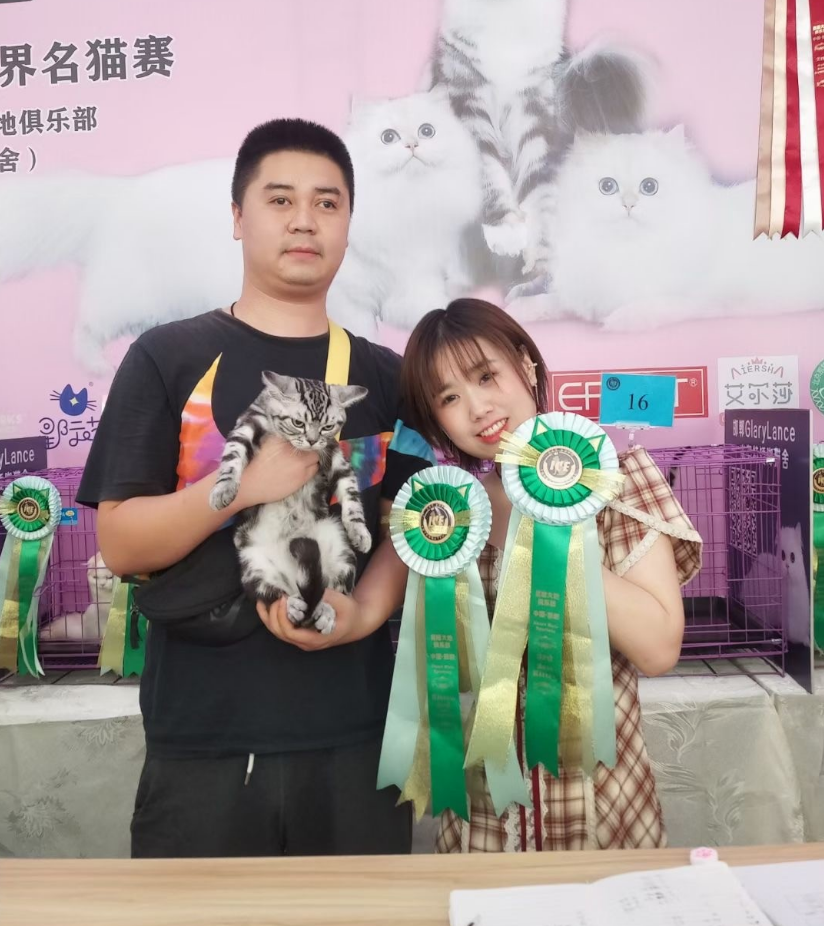 河北赛级猫-自身的抵抗力较强