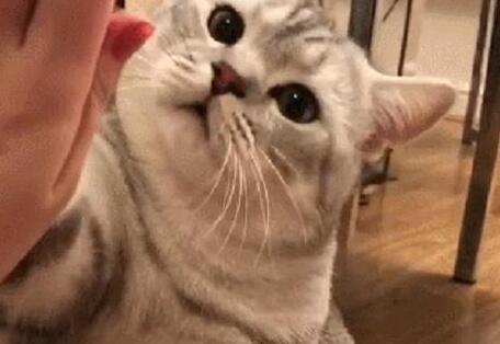 主人想跟猫咪击掌, 猫咪不肯, 主人掏出鱼干, 猫咪的举动笑哭主人 