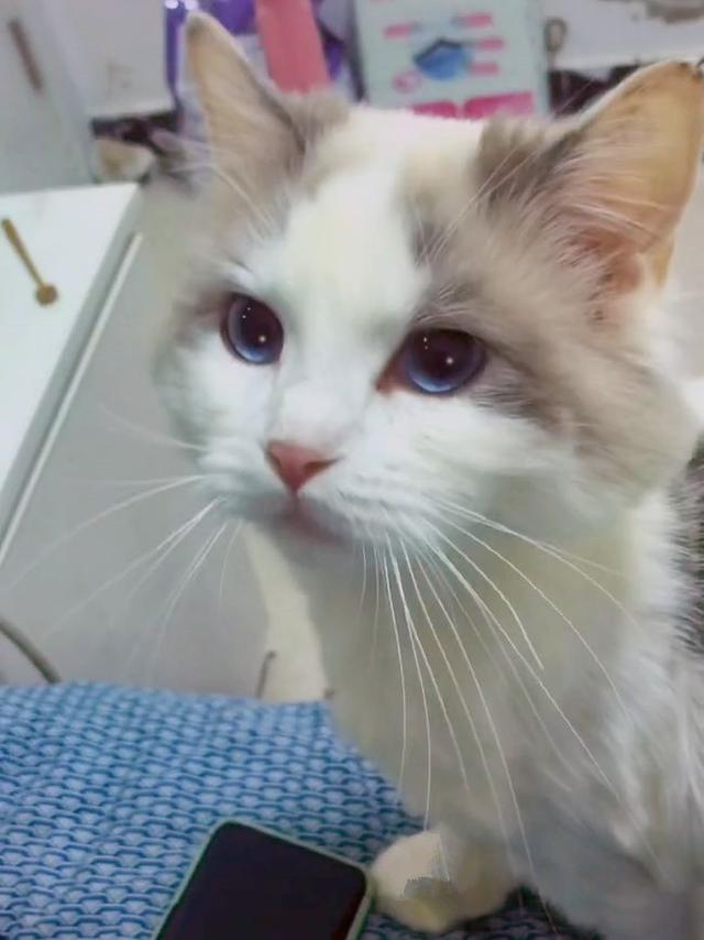 菜市场救下了一只布偶猫，2个月后生下了幼崽：亲爹之谜解不开了