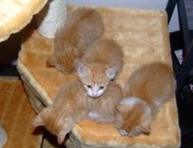 流浪猫妈妈叼着刚出生的4只小猫来我家，然后就定居不走了