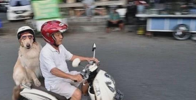 狗狗自动跳上摩托后座，大爷载狗买菜，狗狗戴头盔萌翻众人！
