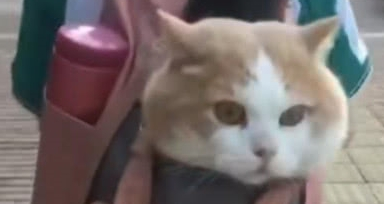 小学生霸气收养流浪猫，直接塞进书包带走，猫咪的表情亮了 