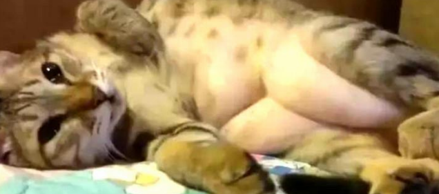 一直以为自家的猫不胖，直到剃毛后，看到那三坨游泳圈